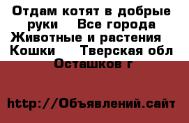 Отдам котят в добрые руки. - Все города Животные и растения » Кошки   . Тверская обл.,Осташков г.